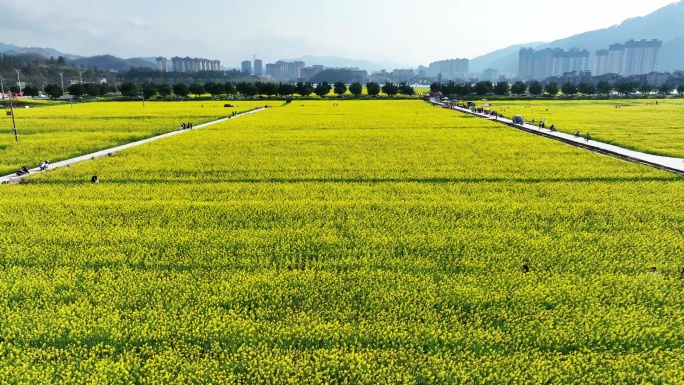 【原创】航拍万亩油菜花海4K素材