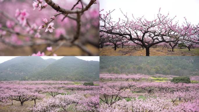 桃花白水洋临海