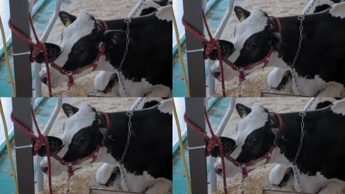 黑白荷斯坦牛在畜牧展上吃干草的肖像