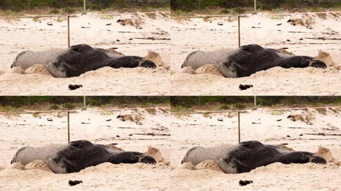 换毛的南象海豹侧身在沙滩上打盹