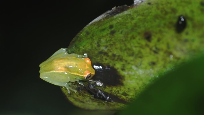 南美厄瓜多尔利蒙科查国家生物保护区的水草上的玻璃蛙。亚马逊盆地的热带雨林。