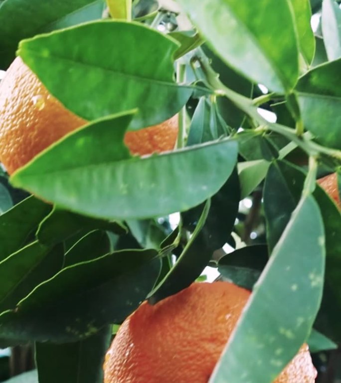视频展示了树上一串成熟的橙子，突出了有机橙子种植。非常适合有机橙种植的主题。在健康饮食中捕捉有机橙的