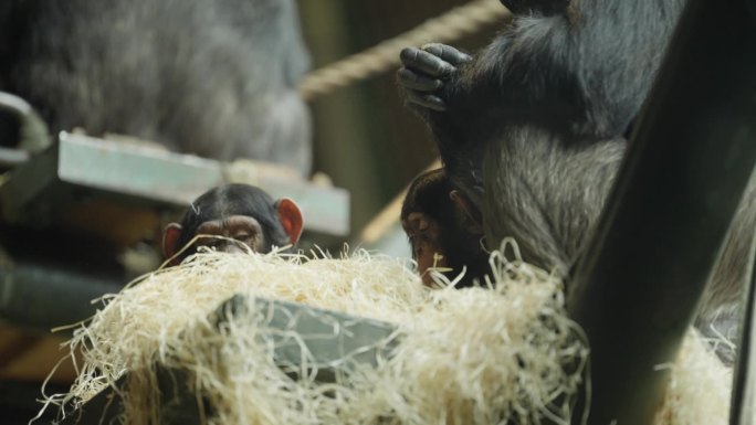 在动物园的干草栖息地，一只西部黑猩猩宝宝紧紧抱着妈妈