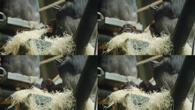 在动物园的干草栖息地，一只西部黑猩猩宝宝紧紧抱着妈妈