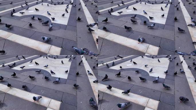 意大利米兰大教堂广场上的许多鸽子