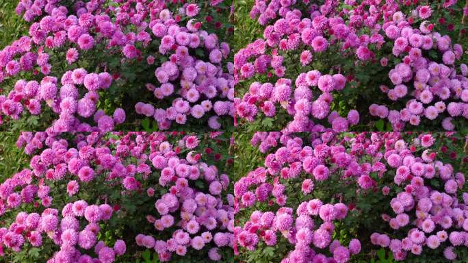 天堂紫粉花园菊或菊花在花园里盛开。