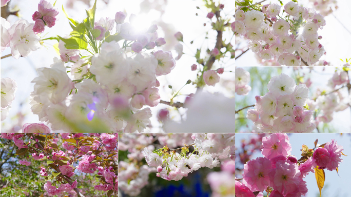 粉色樱花大连旅顺樱花园