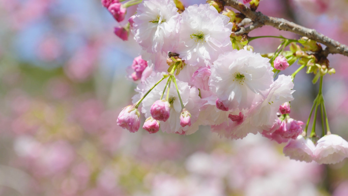 粉色樱花大连旅顺樱花园