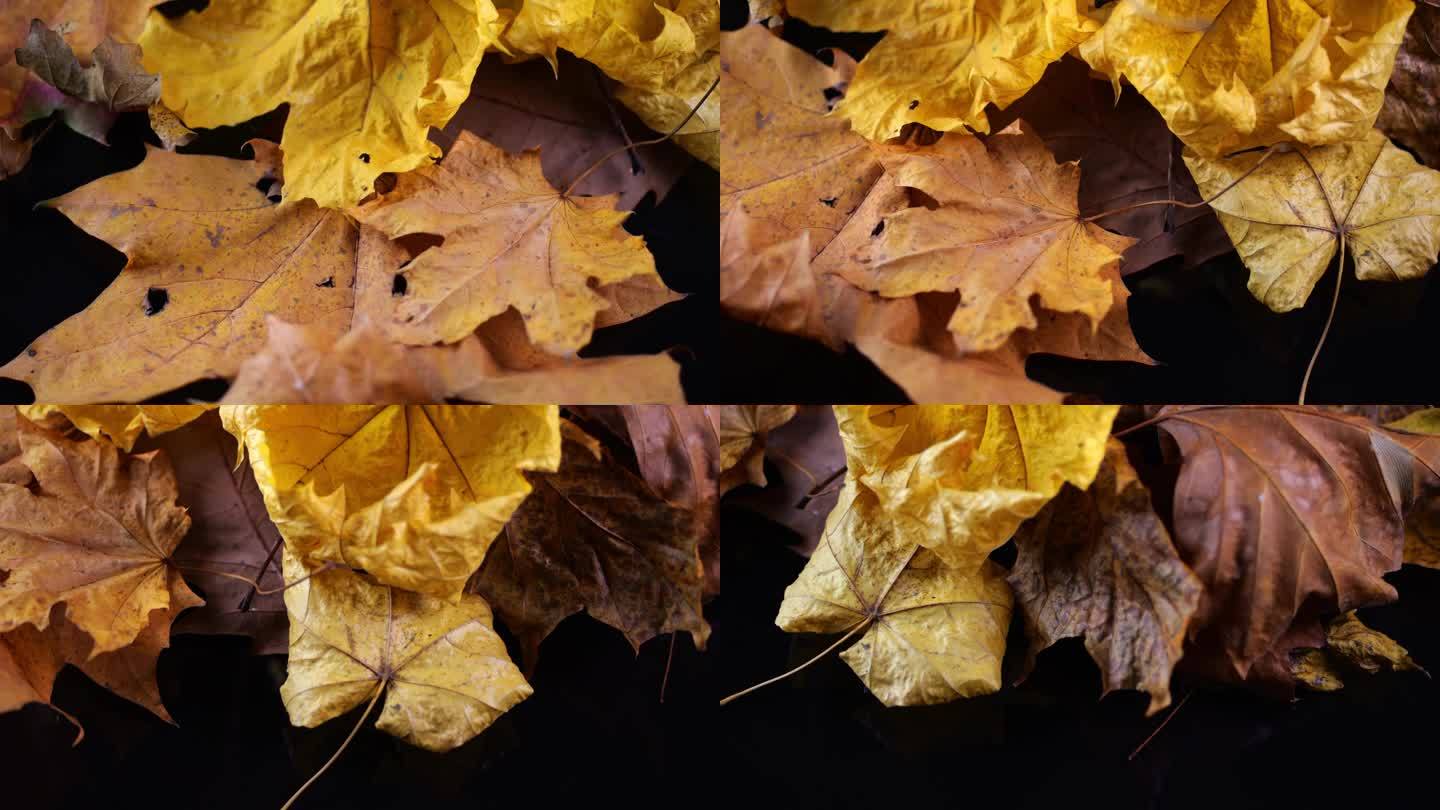 一个催眠的展示，秋天的树叶轻轻地旋转，每一片叶子的颜色都被周围的光线增强了。
