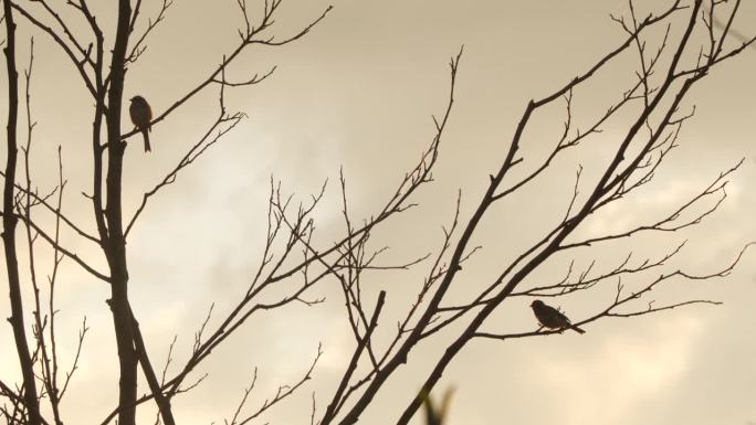常见的芦苇猎鸟(Emberiza schoeniclus) -唱歌的鸟