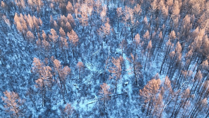 夕阳洒在林海雪原上