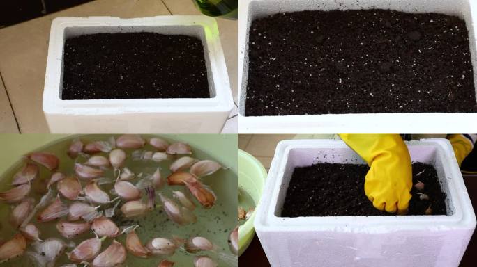 泡沫箱装营养土 浇水 浸泡蒜瓣 插入蒜瓣