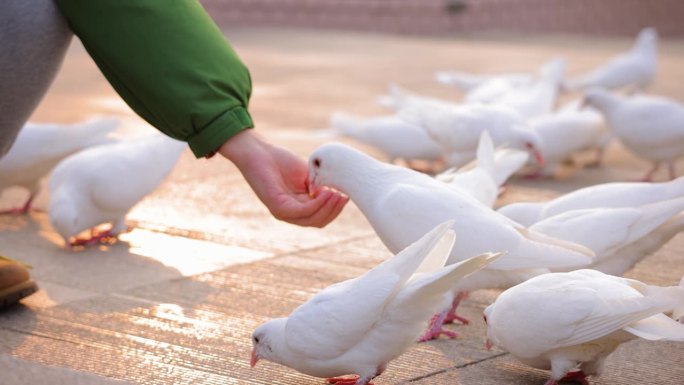 喂鸽子觅食和平的象征