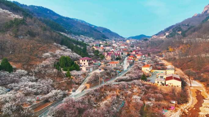 山东青岛崂山春天桃花盛开