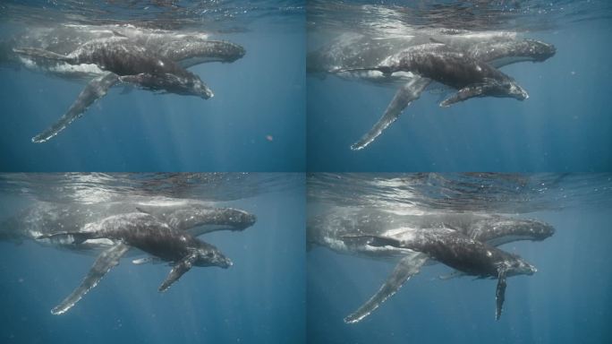 座头鲸(母鲸和幼鲸)在瓦瓦乌汤加并肩游泳的水下特写;4K红色数字影院。
