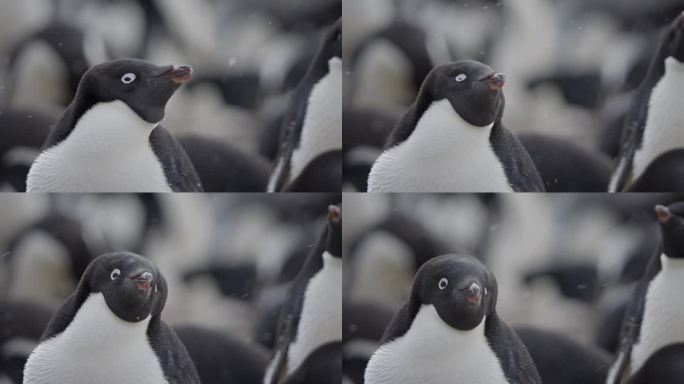 一只阿德利企鹅在一群企鹅中看着镜头的特写镜头。