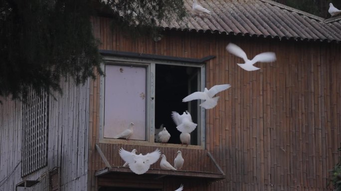 鸽子飞向鸟巢野外动物鸟屋乡村