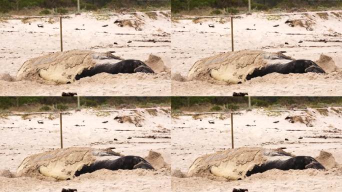 正在换毛的南象海豹Mirounga leonina在海滩上把沙子铲到身上