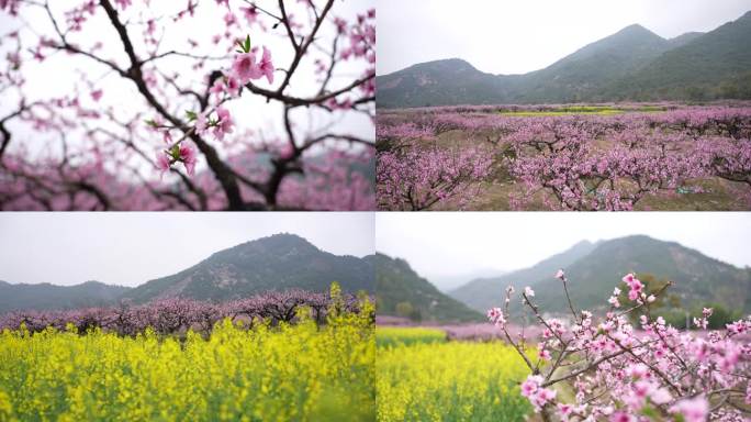 桃花白水洋临海