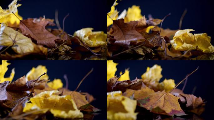 一堆五颜六色的秋叶旋转着，在明亮的灯光下展示着黄色、棕色和橙色的调色板。