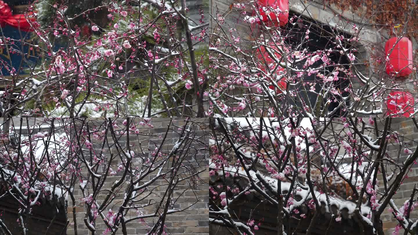 梅花 梅花雪 下雪 梅花飘雪 雪花 腊梅