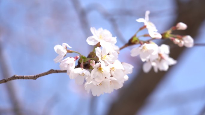 春天 樱花 潍坊