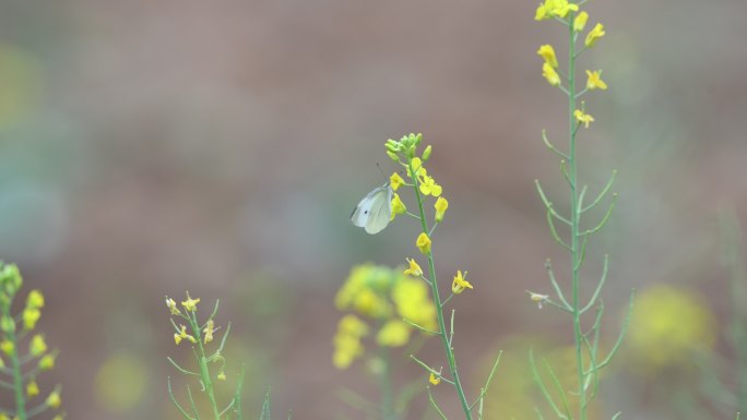春天油菜花上的蝴蝶在授粉