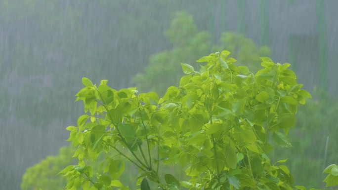 城市下暴雨倾盆大雨下雨天雨水雨滴植物树叶