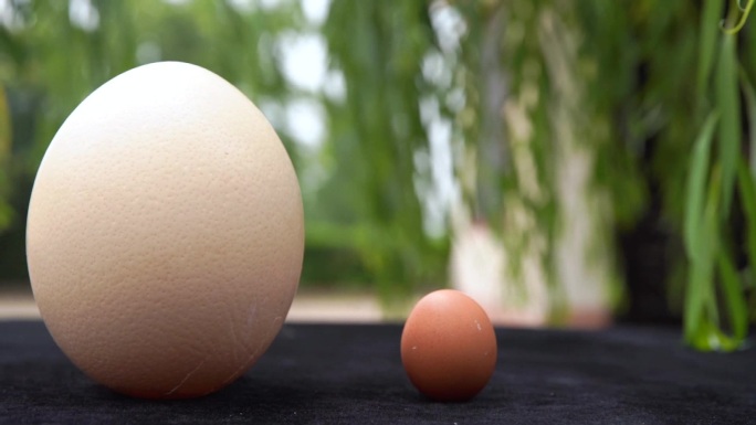 鸵鸟蛋 艺术蛋壳