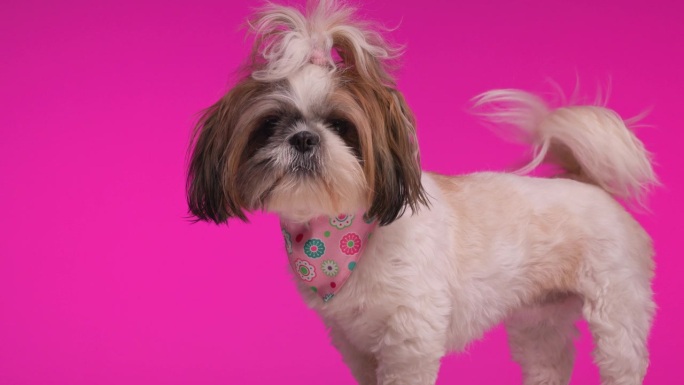 侧面视图视频的快乐兴奋的小狗移动尾巴，看着一边和舔鼻子在粉红色的背景