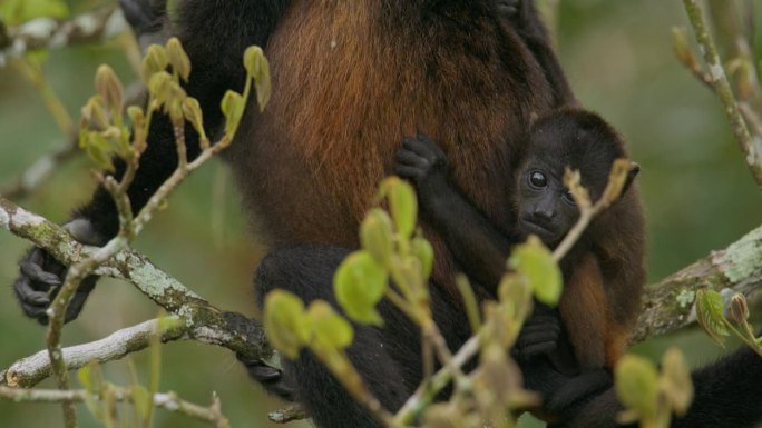 哥斯达黎加热带雨林茂密的树冠上，小吼猴紧紧抱住保护它的妈妈