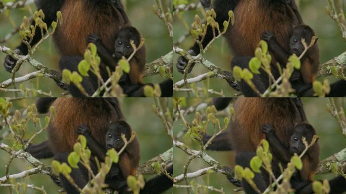 哥斯达黎加热带雨林茂密的树冠上，小吼猴紧紧抱住保护它的妈妈