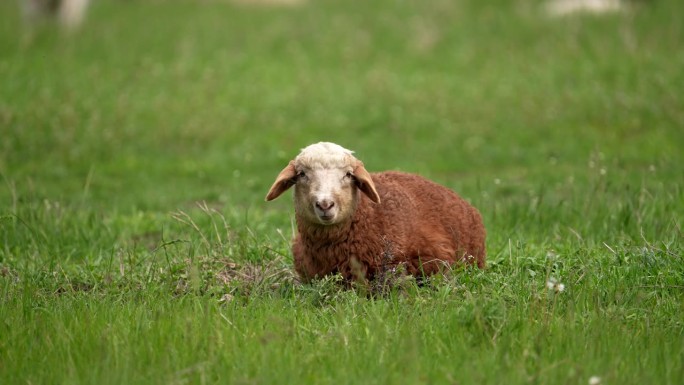 草地上的羊摇晃着呼吸，吃草，尖叫，把头扭向一边。农场动物。在绿草地上吃草。美丽的动物。很适合做广告。