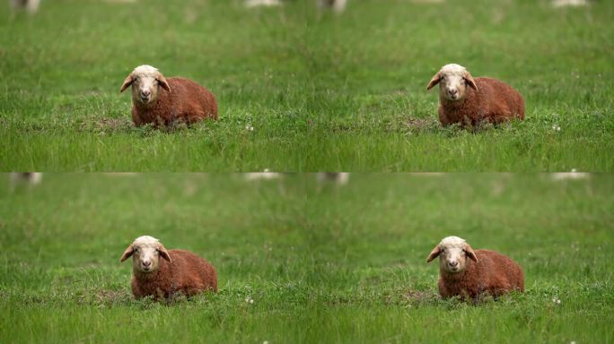 草地上的羊摇晃着呼吸，吃草，尖叫，把头扭向一边。农场动物。在绿草地上吃草。美丽的动物。很适合做广告。