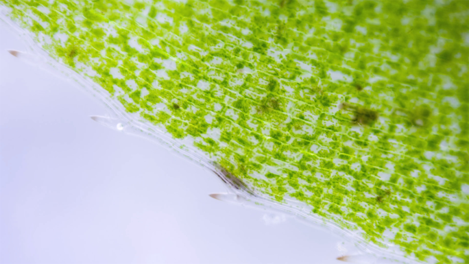 显微镜下藻类细胞胞质环流延时