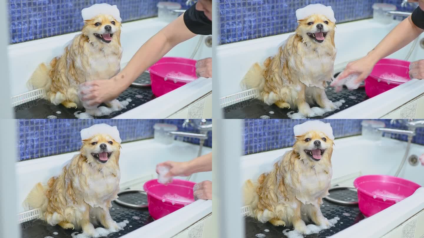 在一家专门的狗狗护理沙龙里，一只波美拉尼亚狗在浴室里洗澡，头上抹着肥皂泡沫。宠物护理。