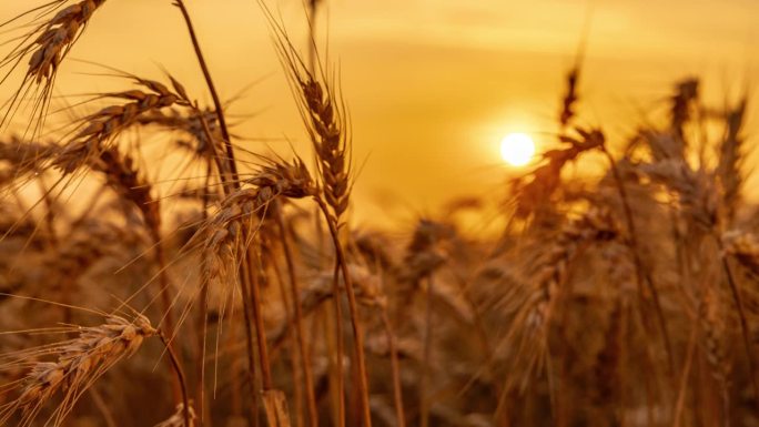 运动控制延时日出在金色小麦作物生长的农村田地