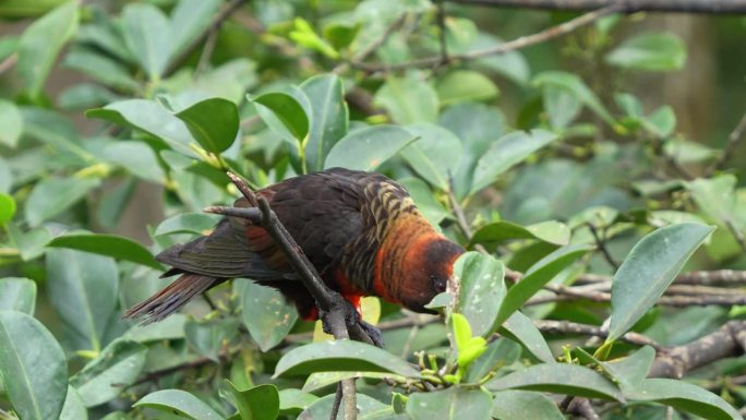 嘈杂的暗色鹦鹉栖息在树梢上，摇着头，慢慢地爬上树枝，拍打着翅膀，表现出侵略的迹象，近距离拍摄。