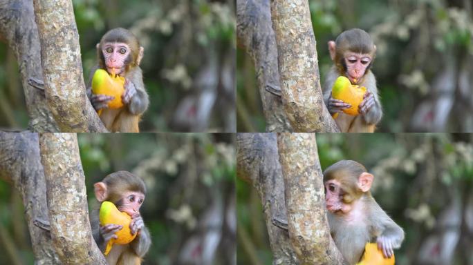 中国海南三亚吃食物吃水果的猴子小猴子