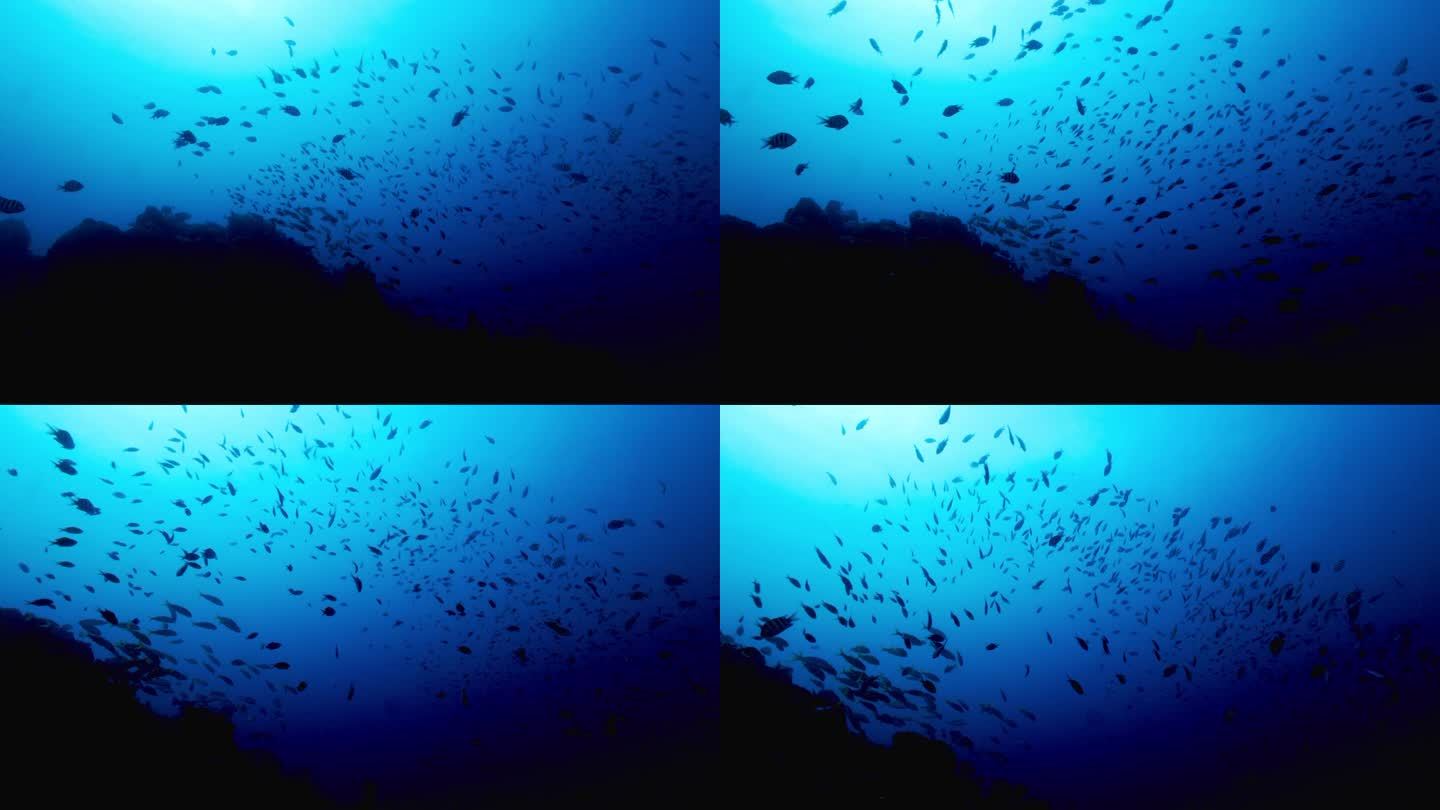 一群漂亮的鱼在开阔的水域游泳。用佳能R5 4K相机拍摄。