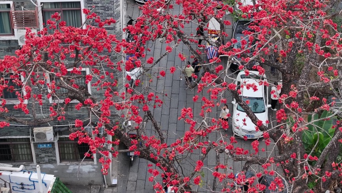 中国广东省广州市海珠区黄埔村木棉花