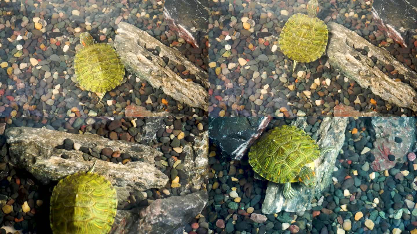 溪水中的小乌龟 巴西龟 小动物 爬行动物