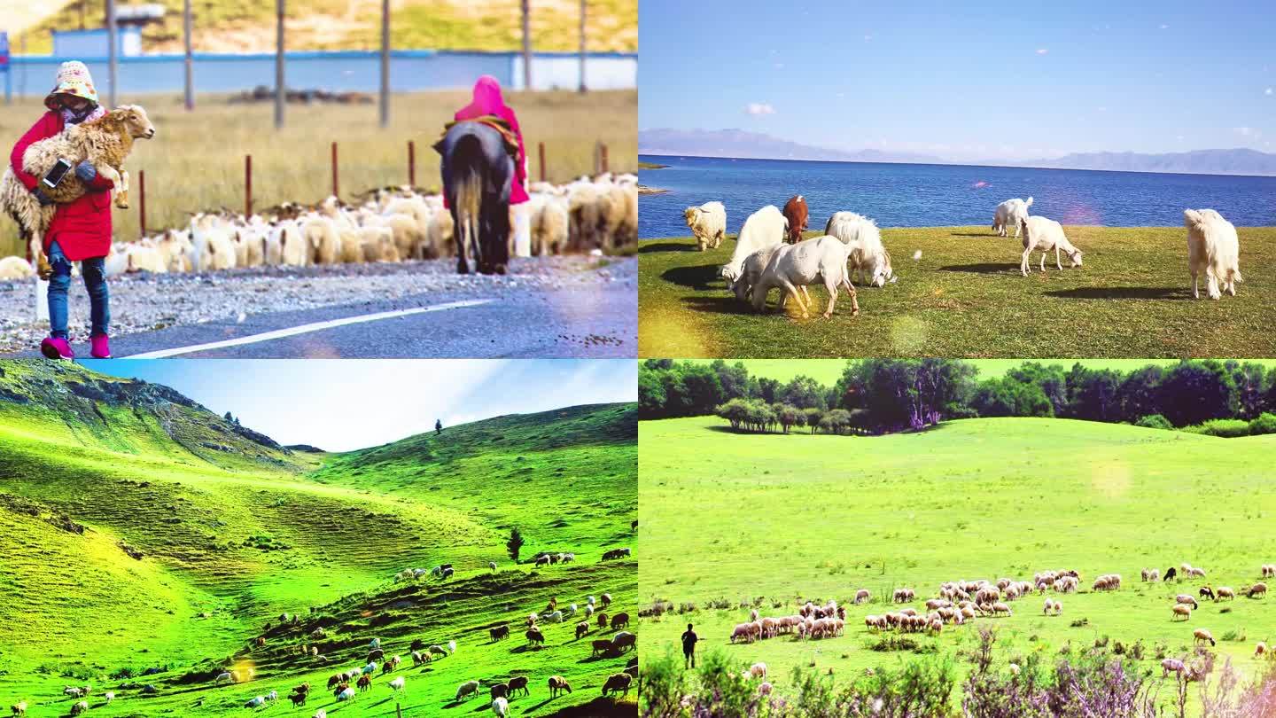 可可托海的牧羊人—歌曲成品背景