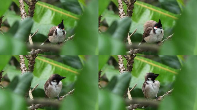 红须球球(pycnonotus jocosus)栖息在森林树冠的树枝上，梳理着自己的羽毛，吹起羽毛，