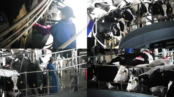 【4K】奶牛养殖 现代化养殖 全自动挤奶