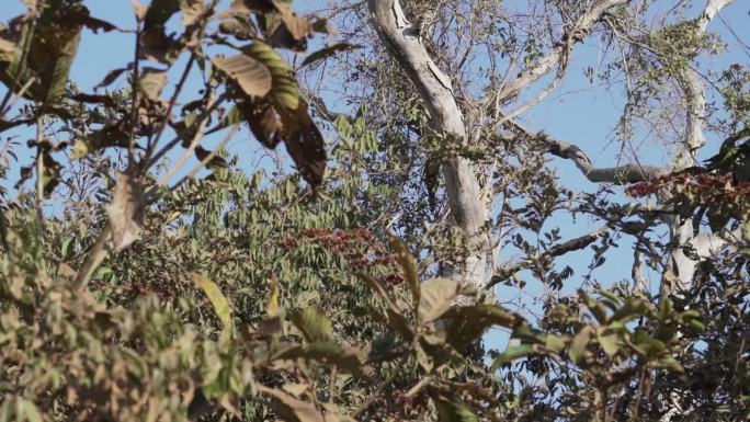 一只卷尾猴沿着潘塔纳尔湿地的一棵热带树爬向巴西的乔夫雷港。