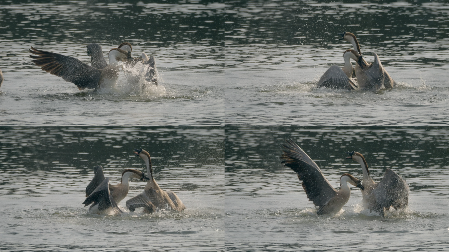 鹅 鸟类动物打架