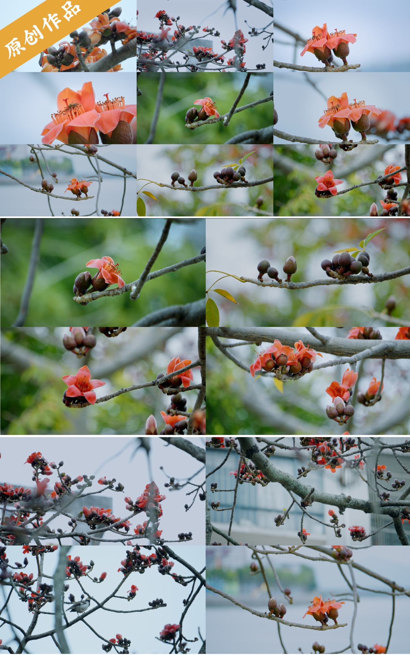 木棉花 春分鸟儿花开春天英雄花蜜蜂自然