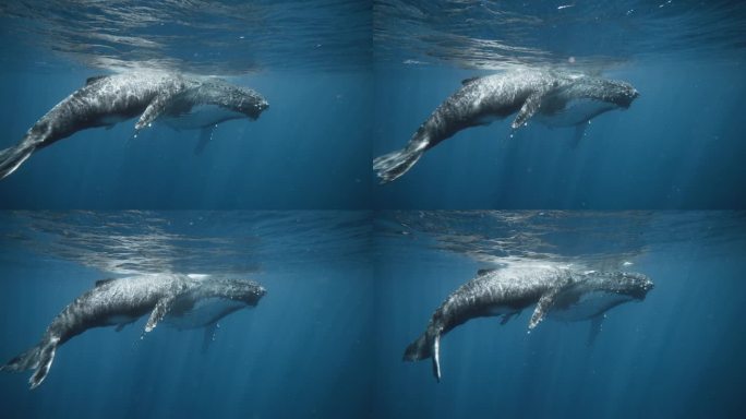 温柔的大海巨人;座头鲸妈妈和小座头鲸在瓦瓦乌汤加受保护的哺乳地休息的水下摄影;海洋野生动物。