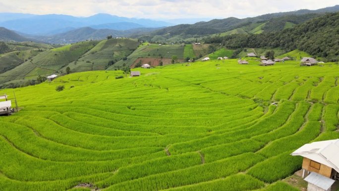 泰国清迈湄湛帕邦坪的稻田。